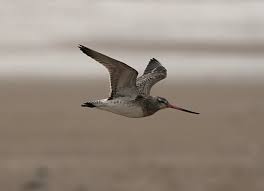 Limosa lapponica lapponica