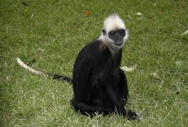 属：乌叶猴属(Trachypithecus)
