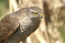 Accipiter nisus (Linnaeus