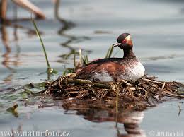 Podiceps nigricollis Pictures