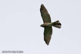 Buzzard Butastur indicus