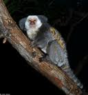 Callithrix geoffroyi