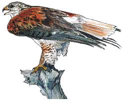 Genus: Buteo