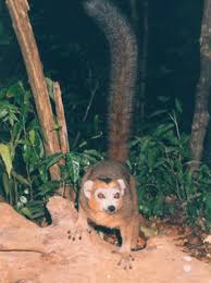 Eulemur coronatus