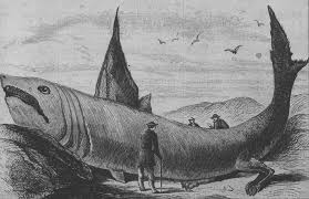 Shark (Cetorhinus maximus)