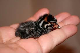 Podilymbus podiceps,