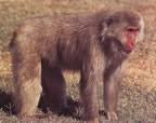 (Macaca Fuscata)