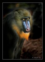 Mandrill (Mandrillus sphinx)