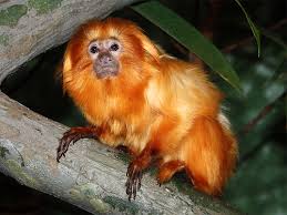 (Leontopithecus rosalia