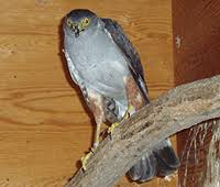 学名 ：Accipiter bicolor