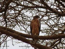 Archer's Buzzard Buteo archeri
