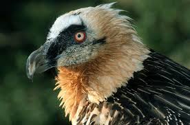 Gypaetus barbatus - Bearded