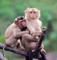 (Macaca nemestrina),