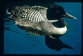 ordo = Gaviiformes