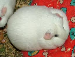 Guinea
