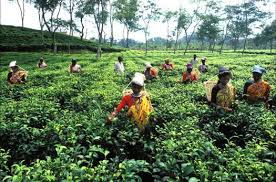 BANGLADESH-Bonded Labour in
