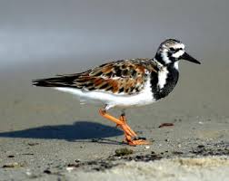 (Arenaria interpres)