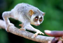 Loris (Loris Tardigradus)