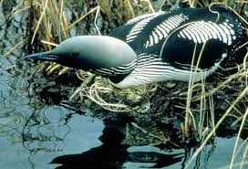 Arctic Loon (Gavia arctica)