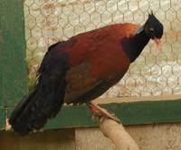 Pheasant