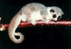 Lemur Cheirogaleus medius