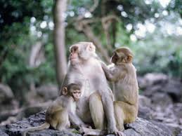 Macaca mulatta