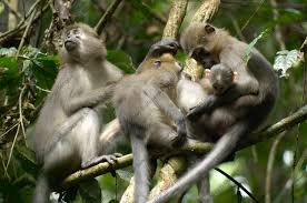 (Cercocebus agilis,