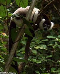 Picture: Varecia variegata