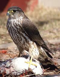 Merlin (Falco columbarius)