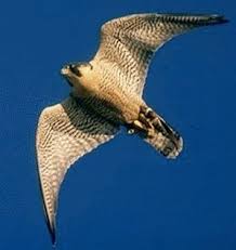 falco peregrinus