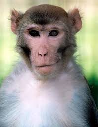 Rhesus Macaque (Macaca mulatta