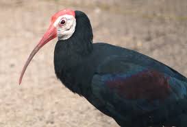 (Geronticus calvus) - Wiki