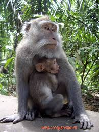 (Macaca fascicularis):
