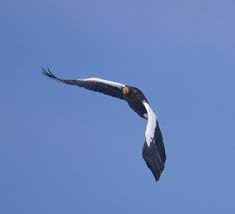 (Haliaeetus pelagicus)