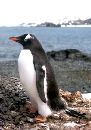 Pygoscelis papua (J.R. Forster