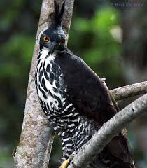 Spizaetus alboniger