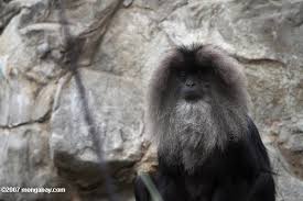 Macaque (Macaca silenus)