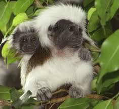project (saguinus oedipus)