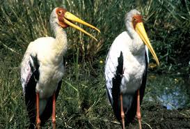 Vaizdas:Mycteria ibis1.jpg –