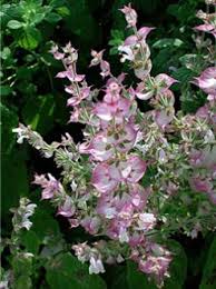 Clary Sage