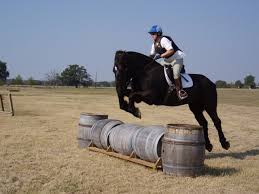jumping_draft_horse_percheron jumping_draft_horse_percheron