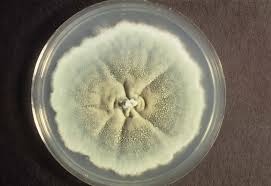 Penicillium mold in a Petri