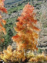 Aspen tree