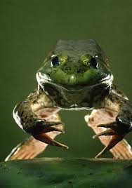 American bullfrogs will ambush and ...