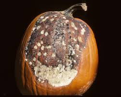 Pumpkin Alternaria & Fusarium Pumpkin Alternaria & Fusarium
