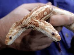 Two-Headed Snake. That is awesome!