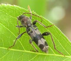 Big Thicket National Preserve Big Thicket National Preserve