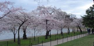 Cherry trees near the Tidal