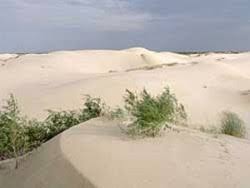 Monahans Sandhills State Park