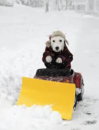 GOOD MORNING, YOUR THOUGHTS FOR 2-3-2012 !!! Dog-plowing-the-snow